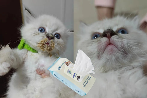 Plant-Based Dog & Cat Grooming Wipes β Gentle & Compostable Pet Wipes