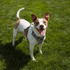 Magnetic Dog Harness with Handle - Easy On, No-Pull Design