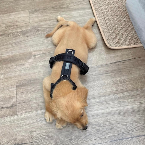 Black - Comfort Dog Harness