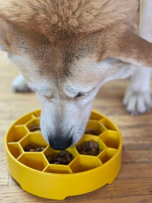 Honeycomb eBowl Deep Slow Feeder Dog Bowl for Enrichment | USA Made