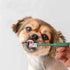 Complete Pet Toothbrush And Toothpaste Kit