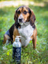 HOLI Icelandic Salmon Oil for Dogs | Extra Virgin