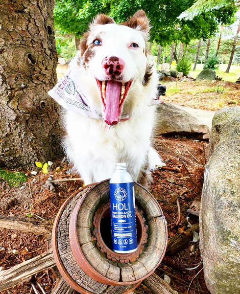 HOLI Icelandic Salmon Oil for Dogs | Extra Virgin