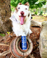 HOLI Icelandic Salmon Oil for Dogs | Extra Virgin