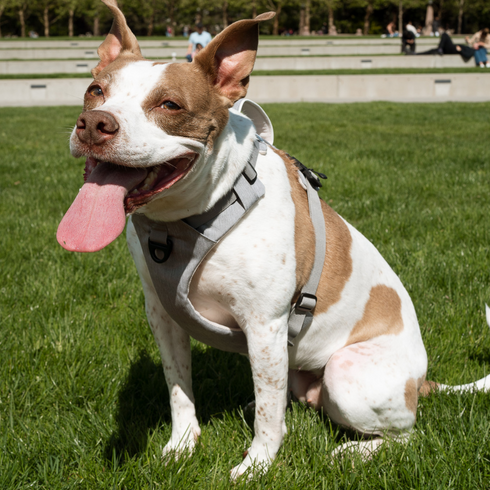 Magnetic Dog Harness with Handle - Easy On, No-Pull Design