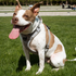 Magnetic Dog Harness with Handle - Easy On, No-Pull Design