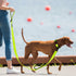 Htnlbqy Dog Leash Large Nylon Reinforced Reflective 5FT Bright Green