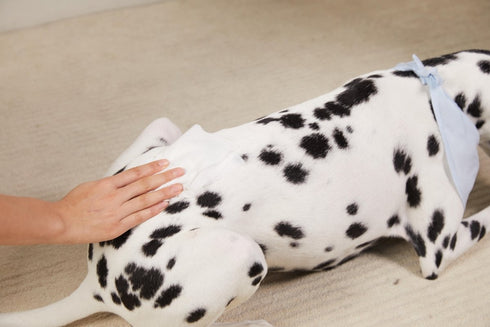 Plant-Based Dog & Cat Grooming Wipes β Gentle & Compostable Pet Wipes